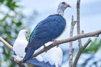 Birds Perched on a Branch 