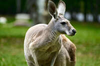 Kangaroo at Australian Zoo 