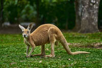 Kangaroo Grazing in the Park 