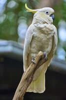 Sulphur-Crested Cockatoo on a Branch 