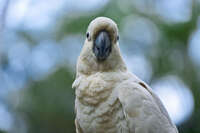 White Cockatoo at Australian Zoo 