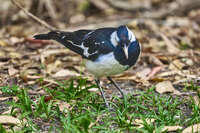 Magpie-Lark Foraging on the Ground 