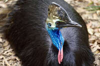 Cassowary Resting at Australian Zoo 