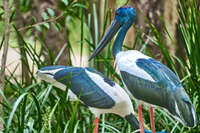 Black-Necked Storks in Green Habitat 