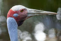 Close-up of a Sarus Crane at Australian Zoo 