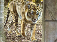 Sumatran Tiger at Australian Zoo 