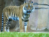 Sumatran Tiger at Australian Zoo 