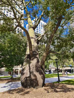 Majestic Tree at Adelaide Street 