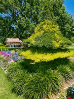 Topiary and Pavilion at Laurel Bank Park 