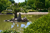 Island Tree in Japanese Garden Pond 