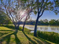 Sunlit Trees by Riverside 