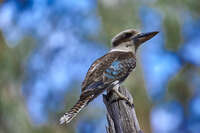 2024-10-30_Flinders_Range