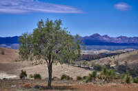 20241031104747_Solitary_Tree_in_the_Flinders_Ranges