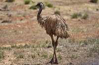 20241031105636_Emu_in_the_Flinders_Ranges