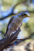 20241031180228_Yellow-Throated_Honeyeater_Perched_on_a_Branch