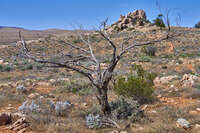 20241101105912_Solitary_Tree_in_Arid_Landscape