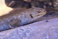 20241101110324_Close-Up_of_a_Shingleback_Lizard