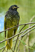 20241104104600_Regent_Honeyeater_Perched_on_a_Branch