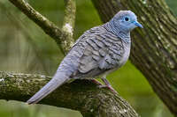 20241104104716_Peaceful_Dove_Perched_on_a_Branch