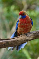 20241104104823_Crimson_Rosella_Perched_on_a_Branch