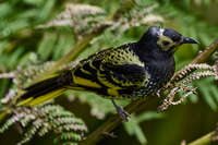 20241104105113_Regent_Honeyeater_Perched_on_a_Branch