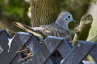 20241104105220_Peaceful_Dove_Nesting_on_a_Fence