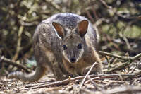 20241104105736_Close-Up_of_a_Tammar_Wallaby