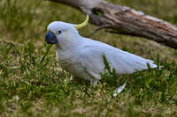 20241104111450_Sulphur-crested_Cockatoo_on_Grass