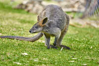 20241104112557_Tammar_Wallaby_Grazing_on_Grass