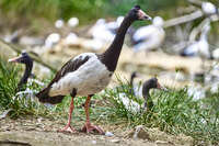 20241104114152_Magpie_Goose_in_Cleland_Wildlife_Park