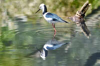 20241104114625_Pied_Stilt_Wading_in_Water