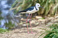 20241104114943_Black-winged_Stilt_by_the_Water