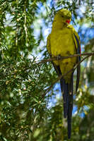 20241104115215_Regent_Parrot_Perched_on_a_Branch