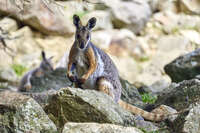 20241104121808_Yellow-footed_Rock-wallaby_on_Rocky_Terrain