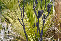 20241106135201_Unique_Vegetation_in_Flinders_Chase