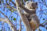 20241106173758_Koala_Perched_on_Eucalyptus_Tree