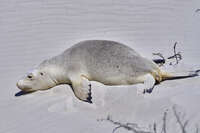 20241107132532_Resting_Seal_on_the_Beach