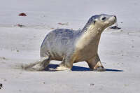 20241107135226_Seal_Walking_on_the_Beach