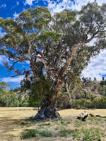 Ancient Tree in Flinders Range 