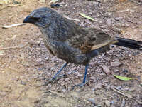 Close-up of a Bird in Flinders Range 