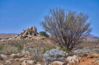 Solitary Tree in the Flinders Ranges 