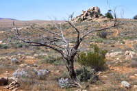 Solitary Tree in Arid Landscape 