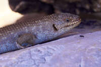 Close-Up of a Shingleback Lizard 