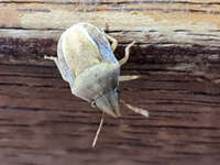 Close-up of a Beetle on Wood 