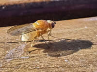 Close-up of a Fly on Wooden Surface 