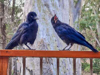 Two Ravens on Wooden Railing 