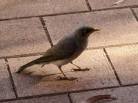 Noisy Miner on Brick Pavement 