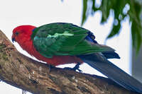 King Parrot perched on a tree branch 