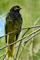 Regent Honeyeater on a branch 