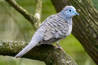 Peaceful Dove on a branch 